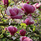 Magnolia Soulange`a Lennei (C2)